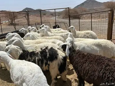 غنم مراح 20 راس 5