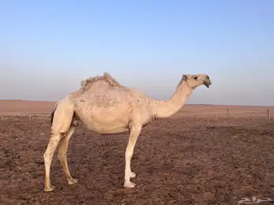 خفوت للبيع على شرط 2