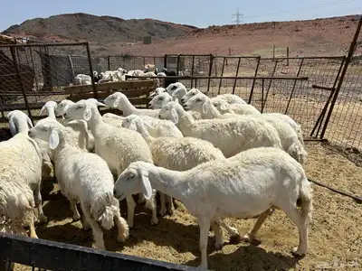 غنم مراح 20 راس 2
