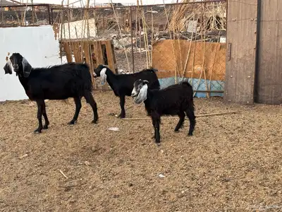 عنز معه 2جفار ذبايح 0
