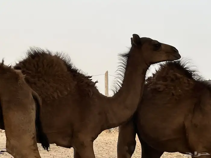2قعدان وبكرة 0