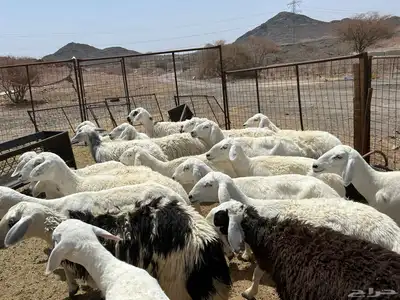 غنم مراح 20 راس 6