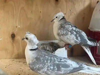 حمام ياكريم قرزل مع انتاجه 4