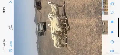 ثنتين مولد علا واحد وربع مضاريع 0