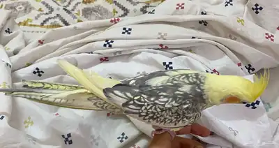 طير عصفور ببغاء كروان كوكتيل عمره سنه واربع شهور تقريبا 0
