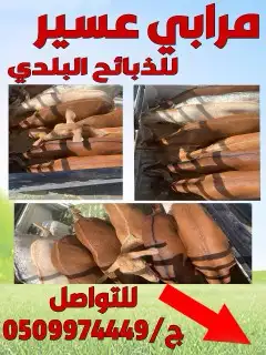 ذبايح مرابي عسير مع الذبح والتوصيل 34
