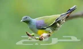 يتوفر حمام الفاكهة للبيع 0
