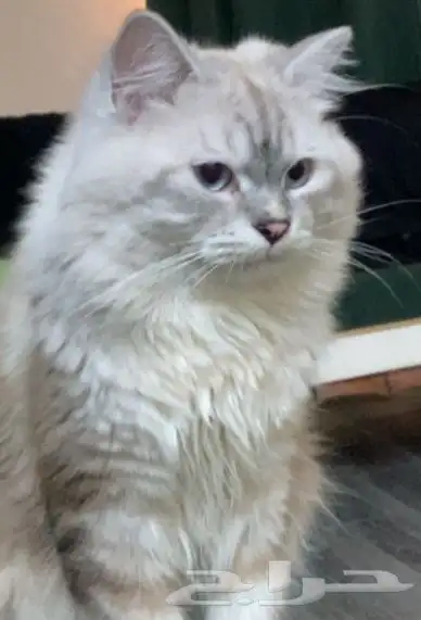 قطط 3