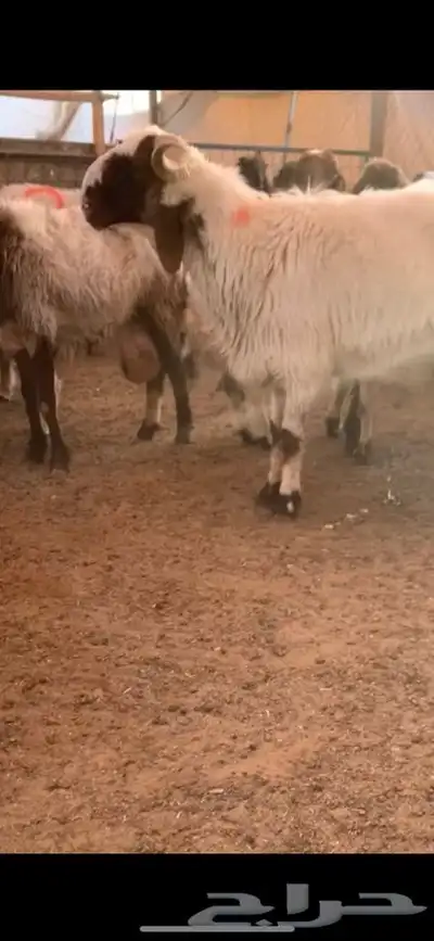 فحل صنف نعيم 0