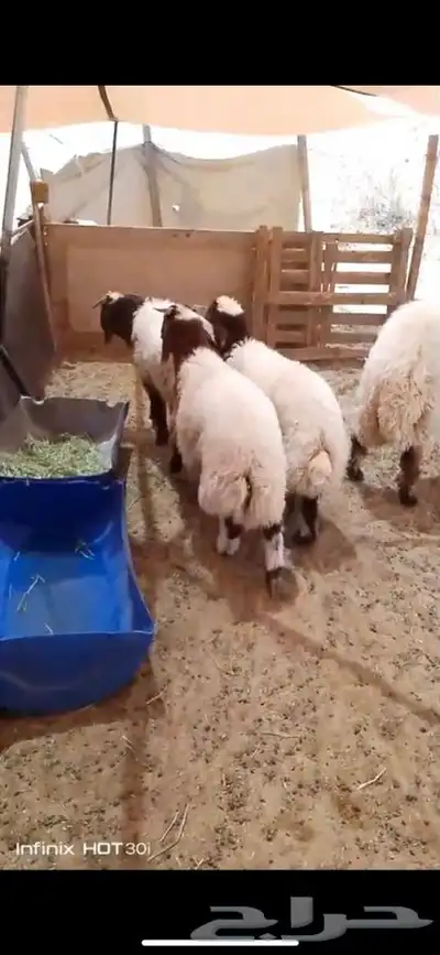 فحل صنف نعيم 7