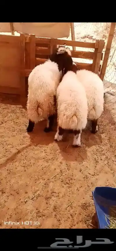 فحل صنف نعيم 5