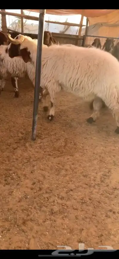 فحل صنف نعيم 1