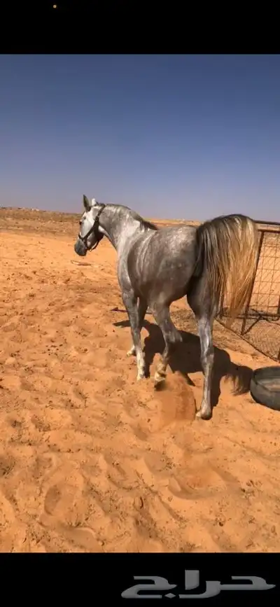 افراس للبيع 1