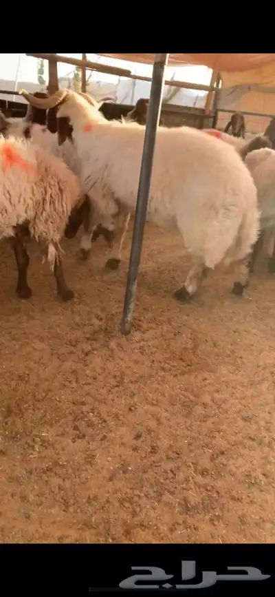 فحل صنف نعيم 2