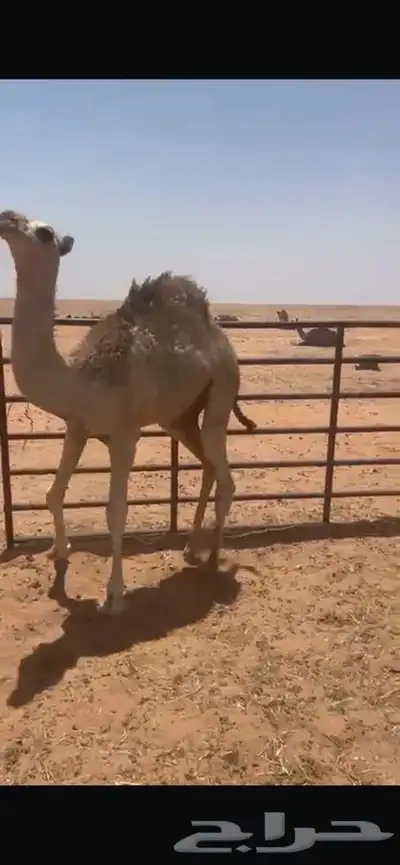 قعود حليب 1