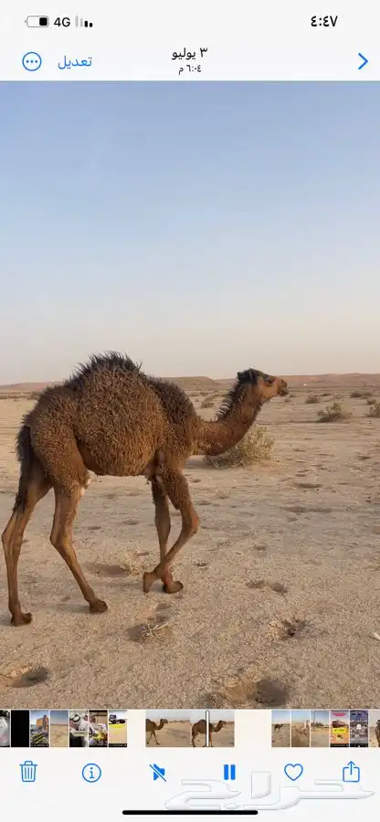 حشو للبيع قصب ضرما 1