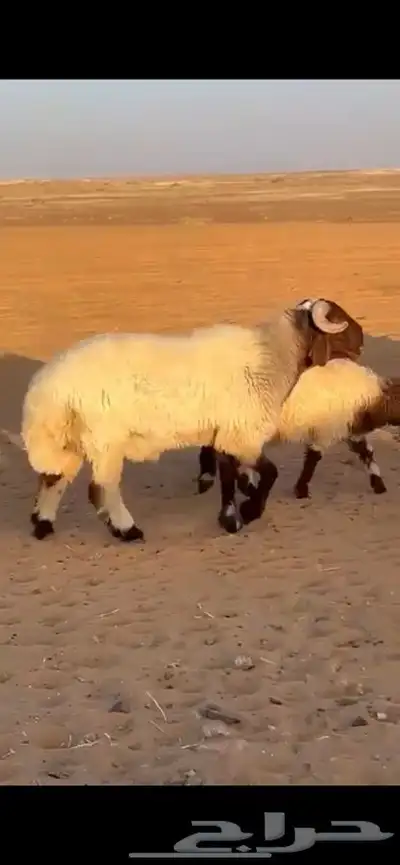 فحل نعيم جذع صنف 1