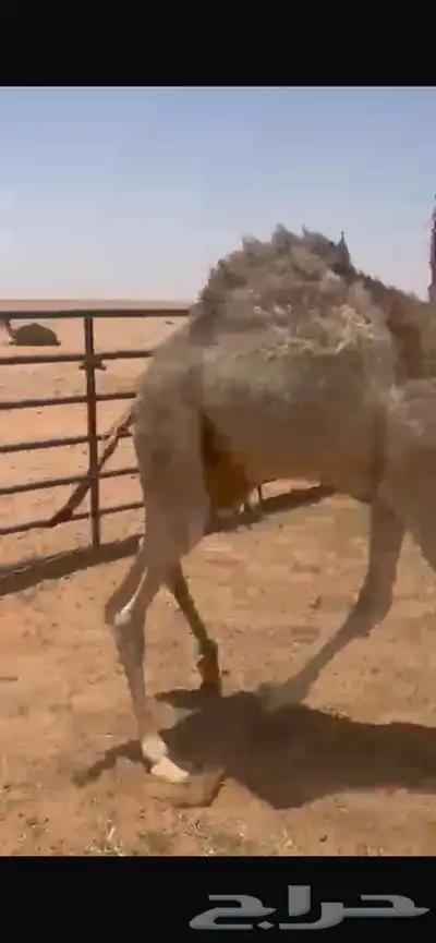 قعود حليب 0