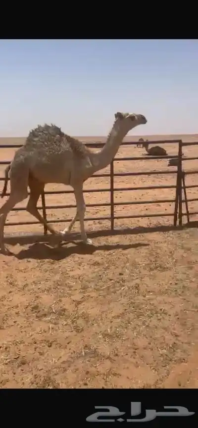 قعود حليب 2