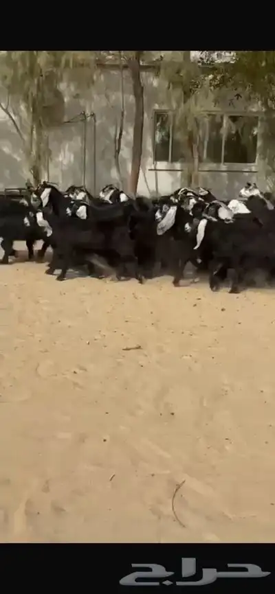 جفار عوارض 1