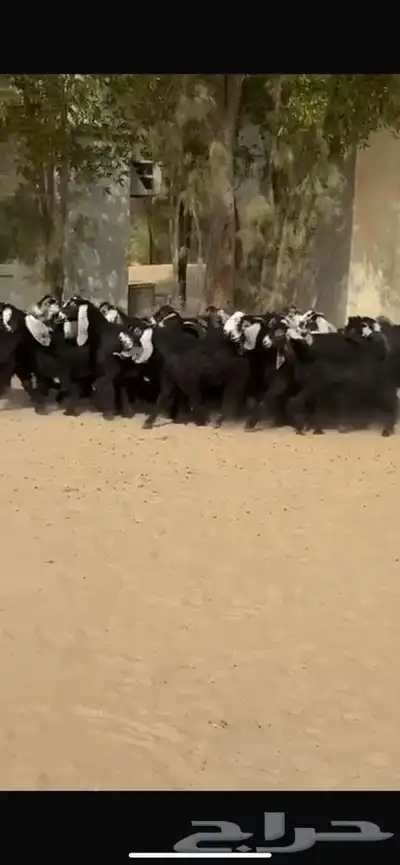 جفار عوارض 2