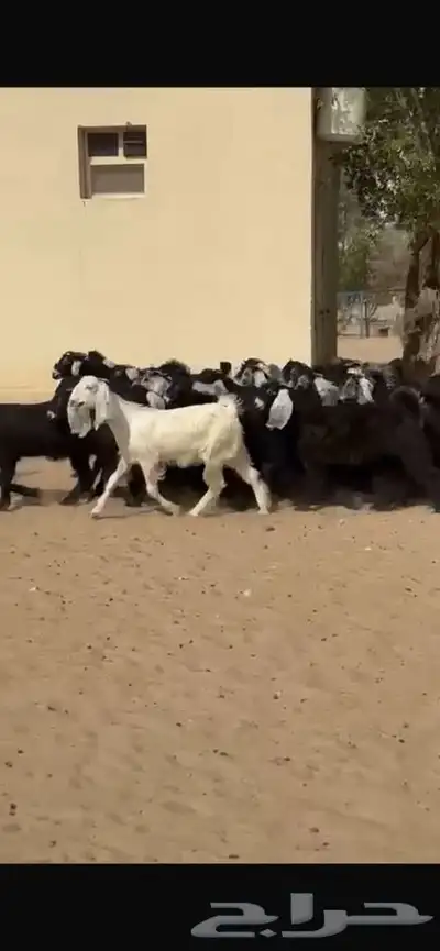 جفار عوارض 3