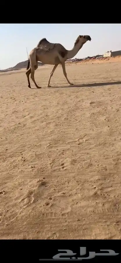 لقحه شقحا 0