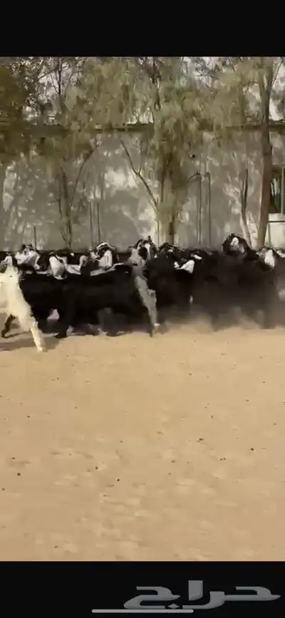 جفار عوارض 4