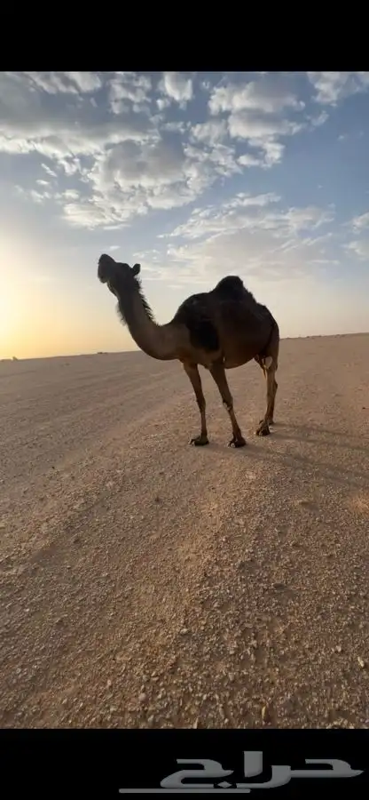ناقه كفو الشكل طيب و البطن طيب 0