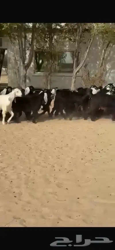 جفار عوارض 7