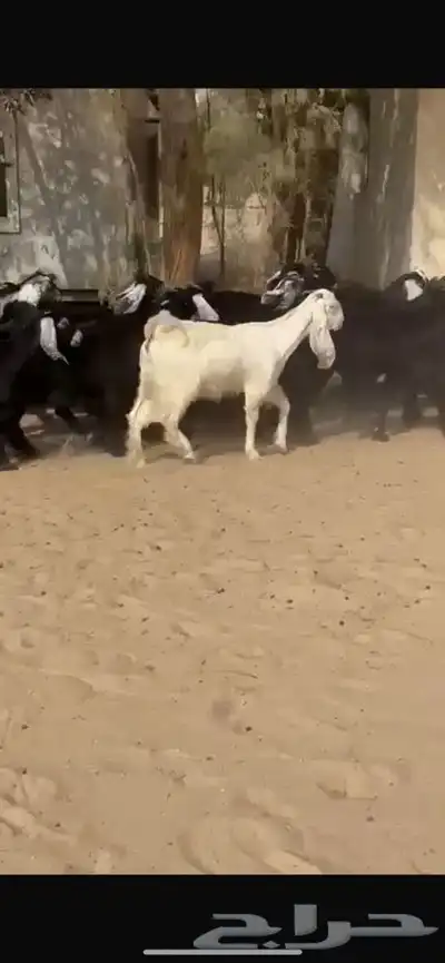 جفار عوارض 8