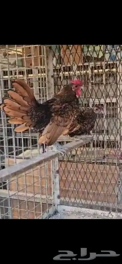 دجاج سبرايت امريكي ابو هزه 0