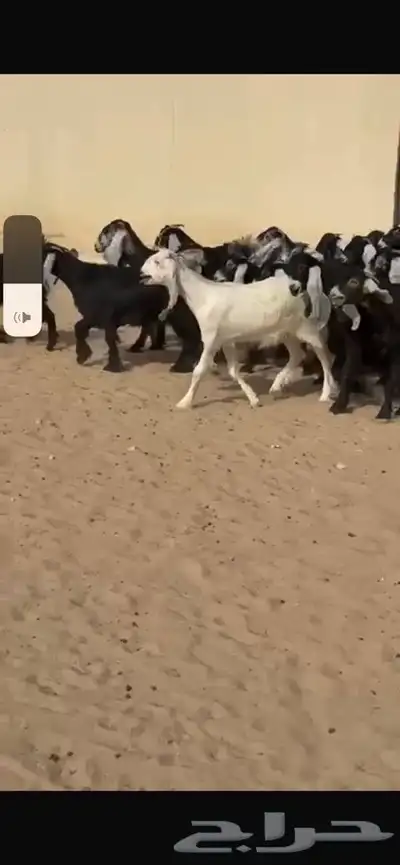 جفار عوارض 5