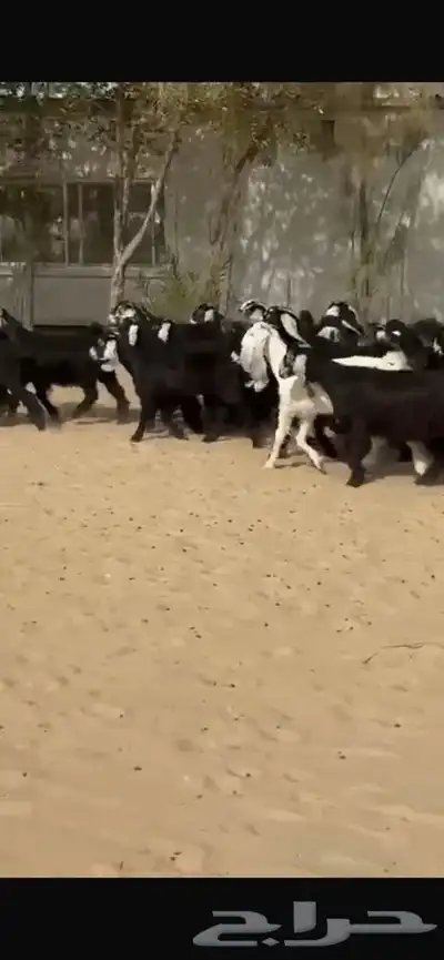 جفار عوارض 6