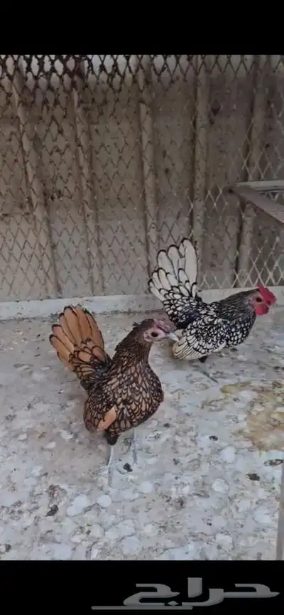دجاج سبرايت امريكي ابو هزه 1