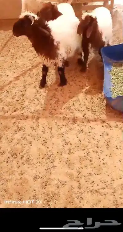 فحل صنف نعيم 3