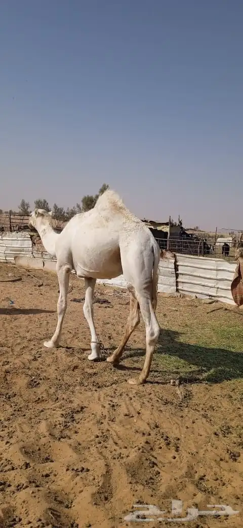 قعود عمره سنه وسته اشهر 2