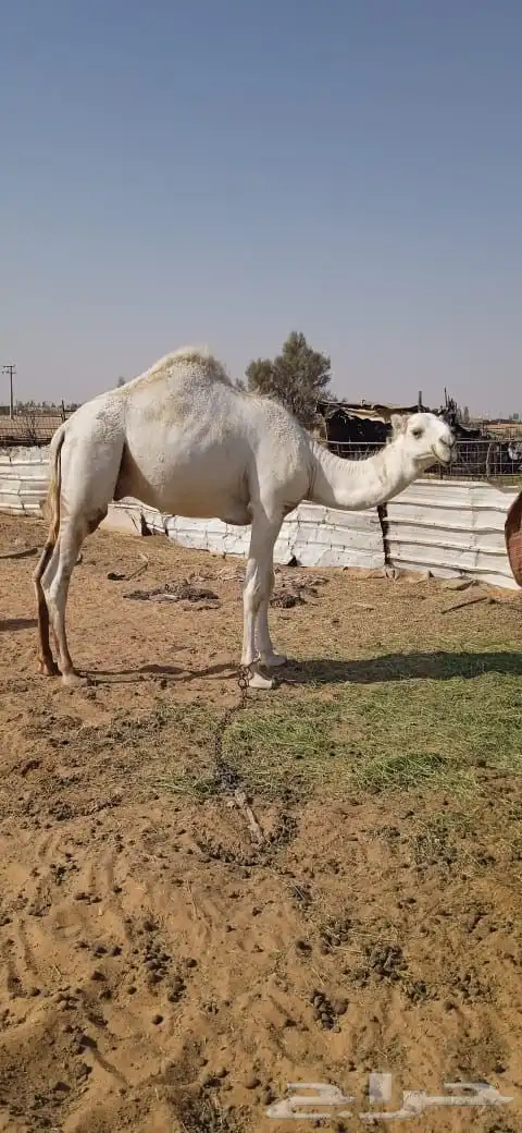 قعود عمره سنه وسته اشهر 1