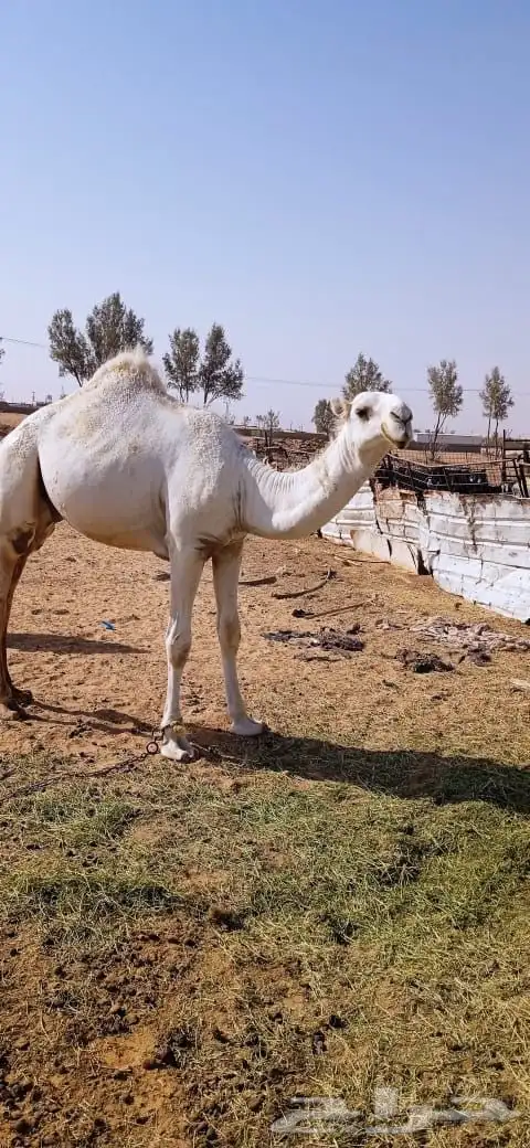 قعود عمره سنه وسته اشهر 3