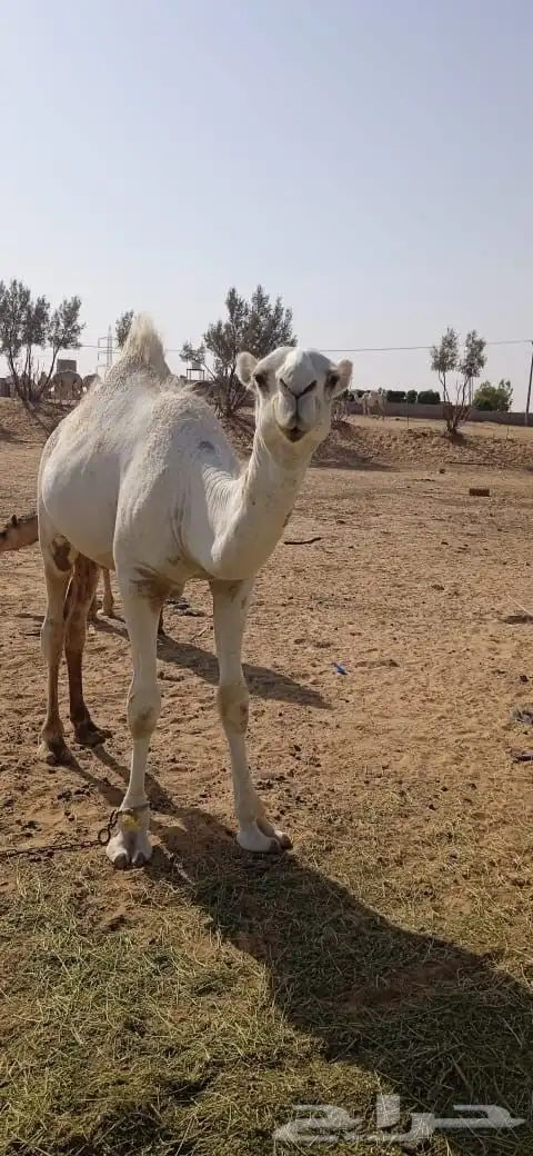 قعود عمره سنه وسته اشهر 0