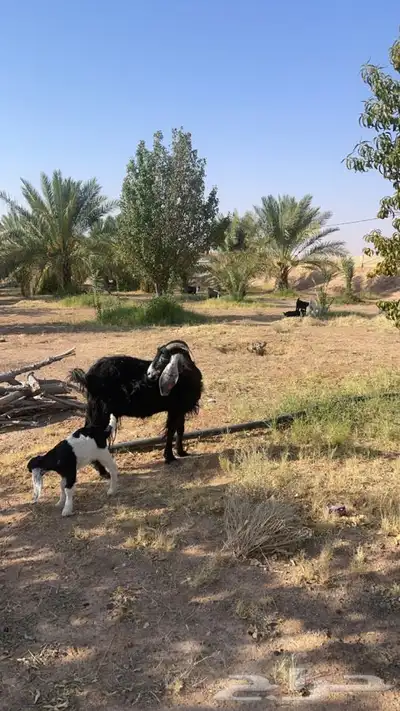عنز والد 2