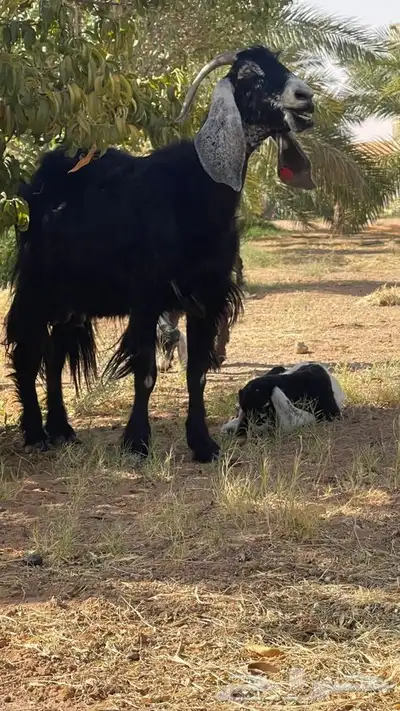 عنز والد 1