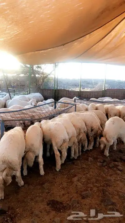 ذبايح حرية من البر مع الذبح والتغليف والتوصيل مجاني 40