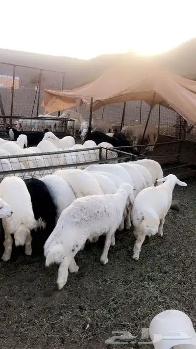 ذبايح حرية من البر مع الذبح والتغليف والتوصيل مجاني 24