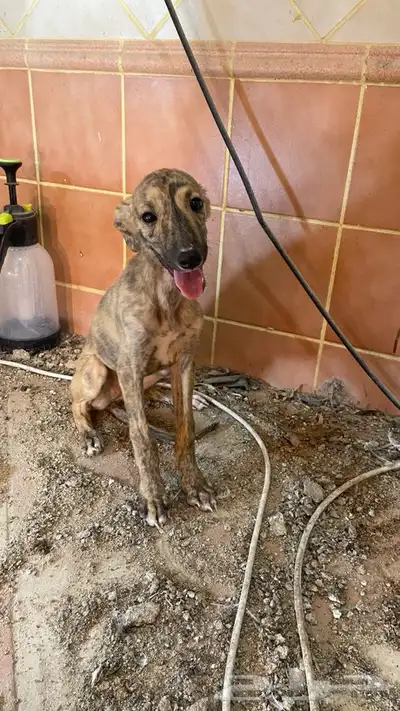 للبيع جروه سلقه عمره شهرين ونص تقريبن 2