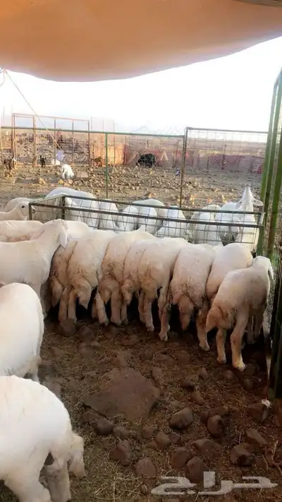 ذبايح حرية من البر مع الذبح والتغليف والتوصيل مجاني 37