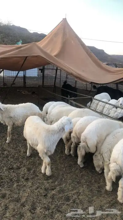 ذبايح حرية من البر مع الذبح والتغليف والتوصيل مجاني 29