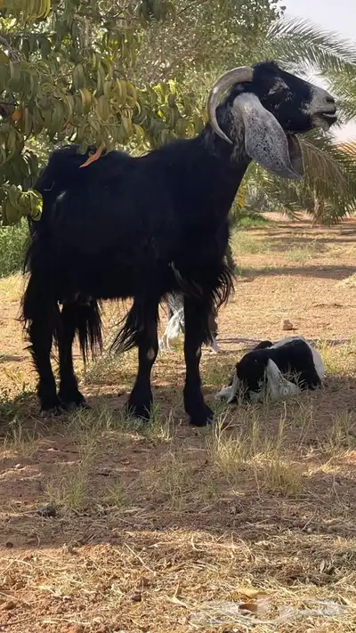 عنز والد 0