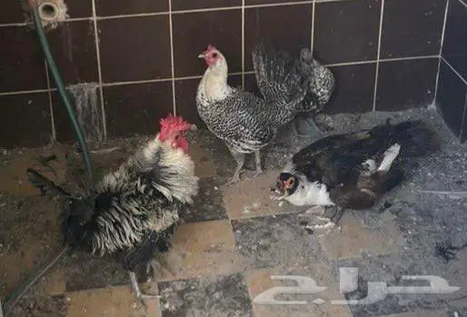 دجاج وبطه و3 ديك 0