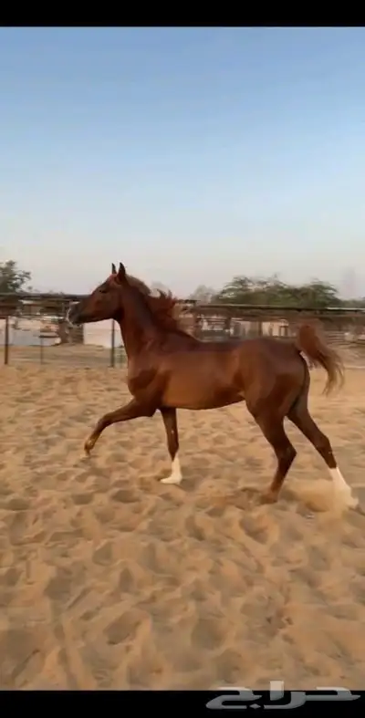 خيل 0